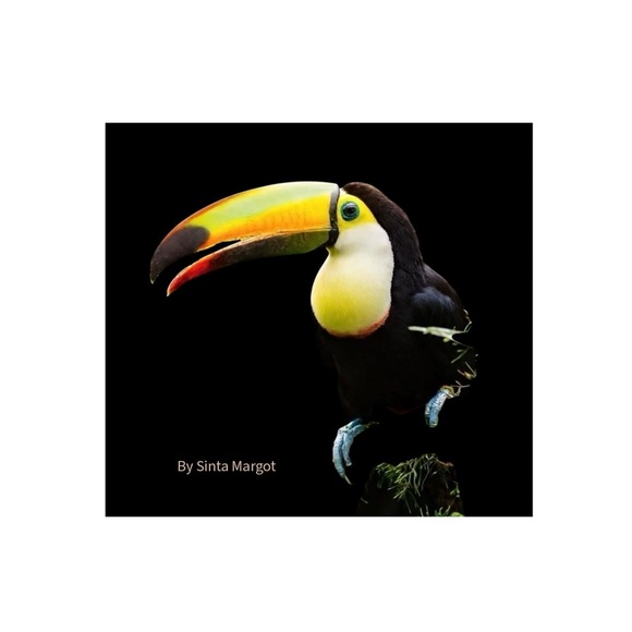Hand Crafted Other - HANDCRAFTED digital art print Vibrant Toucan Art Print in Yellow & Black
